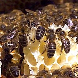 Lire la suite à propos de l’article Fêtons nos reines avec la Journée de l’abeille!