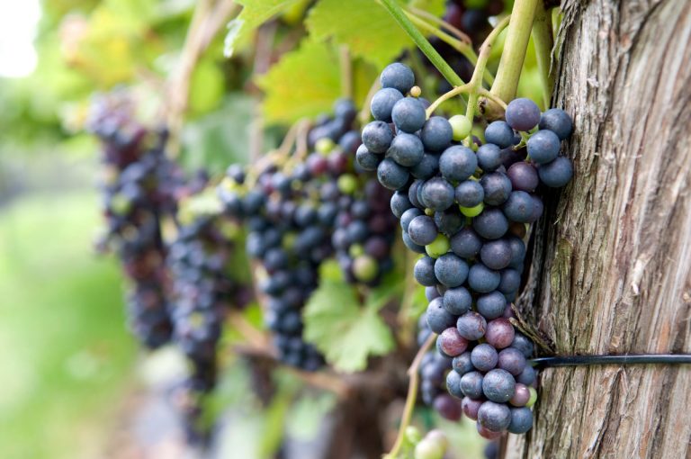 Lire la suite à propos de l’article Le vigneron sachant vendanger… sait planifier avant de déguster