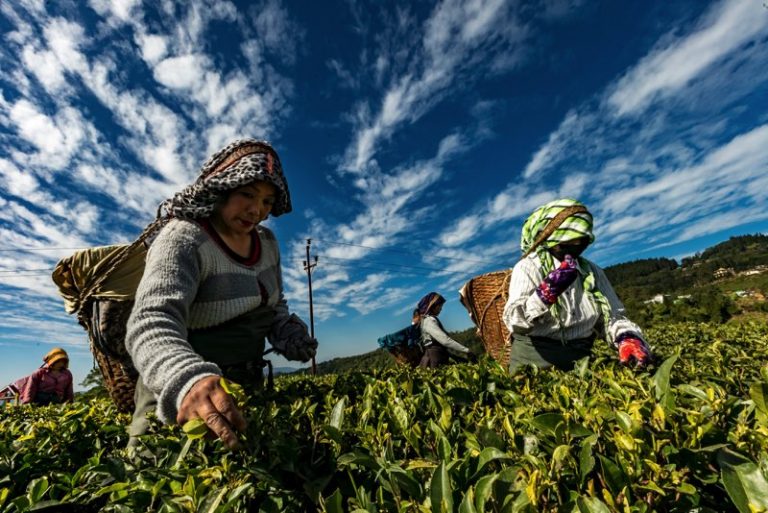 Lire la suite à propos de l’article L’injustice des conditions de travail dans le secteur agricole Travailleuse-eurs étrangère-ers temporaires